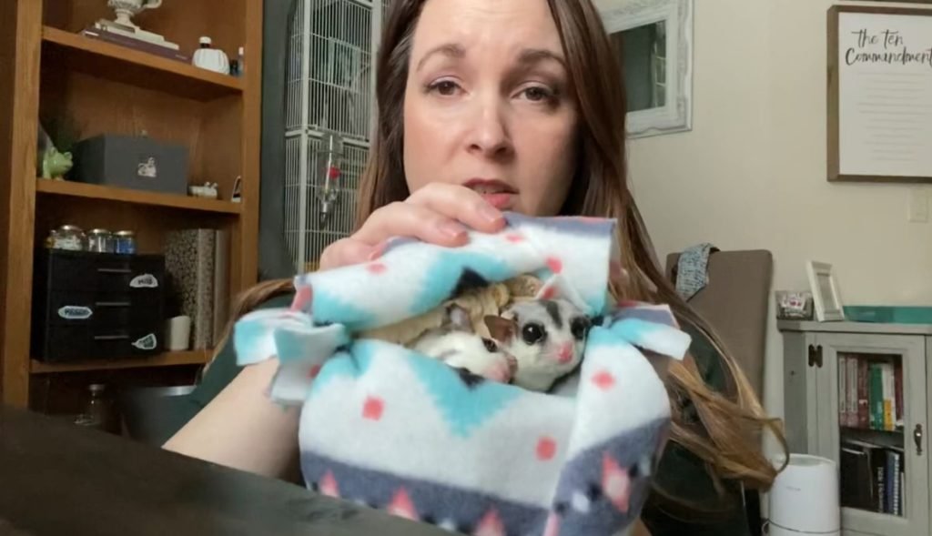 Stages Of Sugar Glider Bonding - PETLOQ