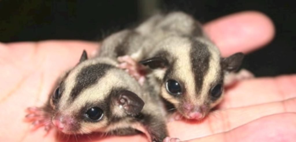 Sugar Gliders For Sale Nj