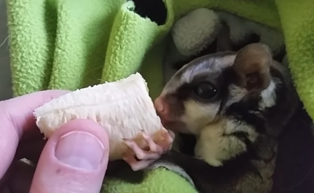 What Do Sugar Gliders Eat In Captivity