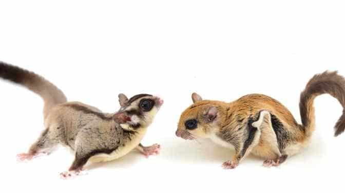 Are Flying Squirrels And Sugar Gliders The Same