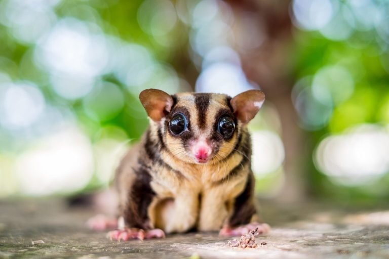 Are Sugar Gliders Endangered