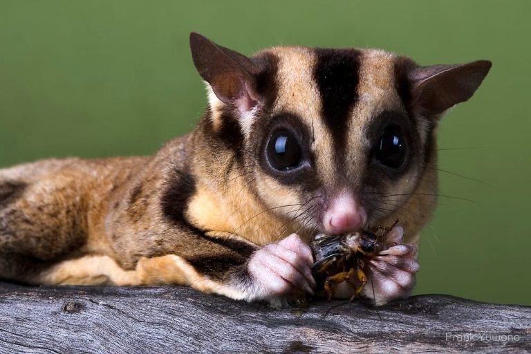 Are Sugar Gliders Hard To Take Care Of