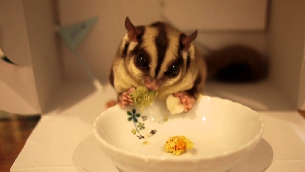 Can Sugar Gliders Eat Chicken - PETLOQ