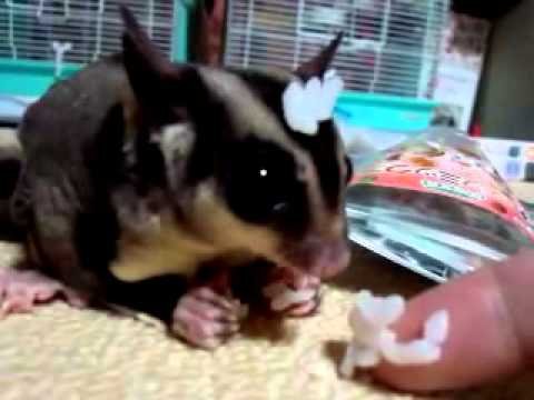 Can Sugar Gliders Eat Rice