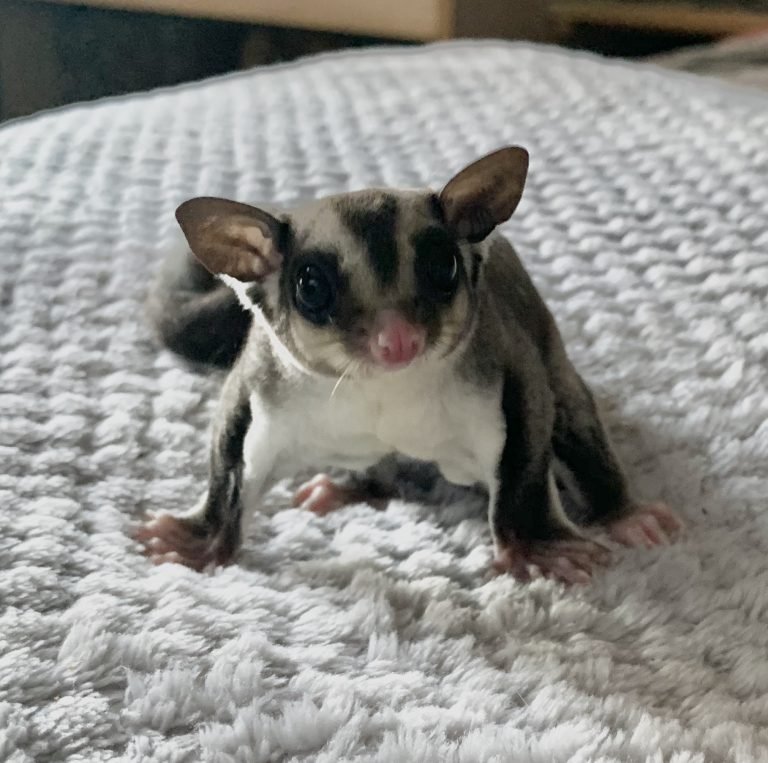 Can You Buy A Sugar Glider In The Uk