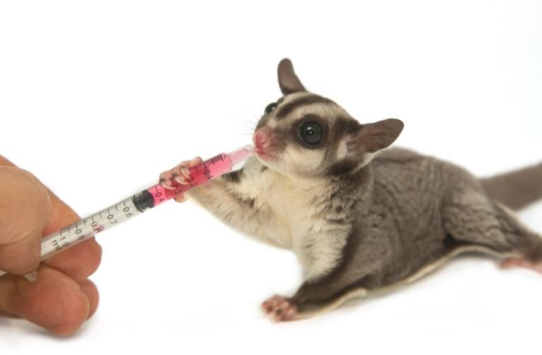 Do Sugar Gliders Carry Diseases