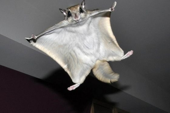 Do Sugar Gliders Have Wings