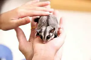 Do Sugar Gliders Recognize Their Owners