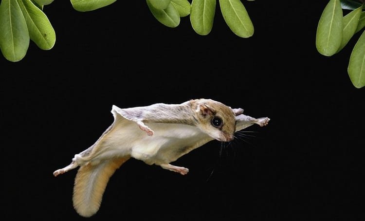 How Do Sugar Gliders Fly