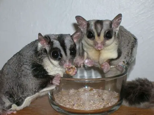 How Do You Know When Your Sugar Glider Is Bonded