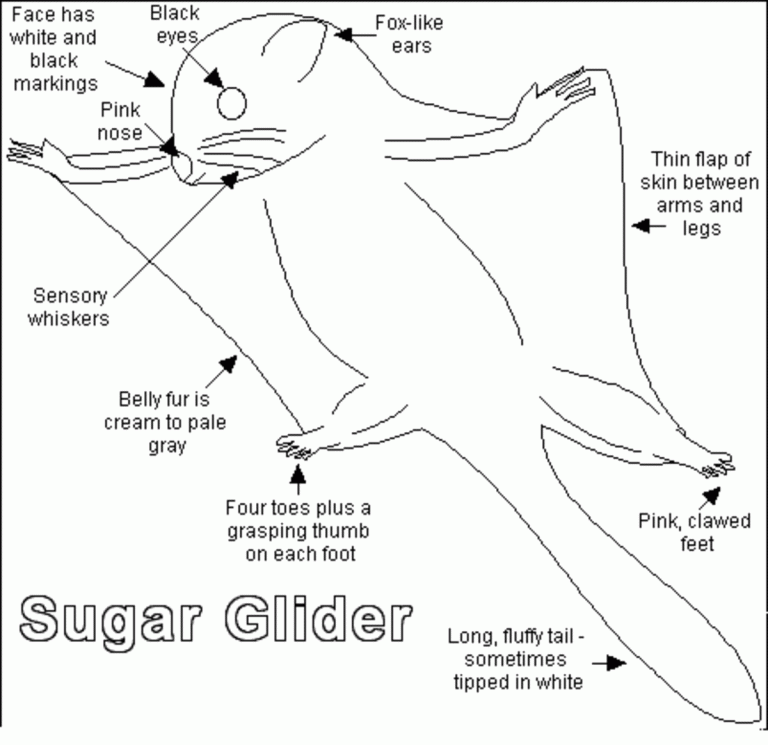 How Far Can Sugar Gliders Fly
