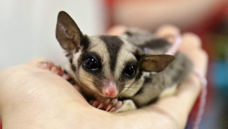 How Long Can Sugar Gliders Be Left Alone