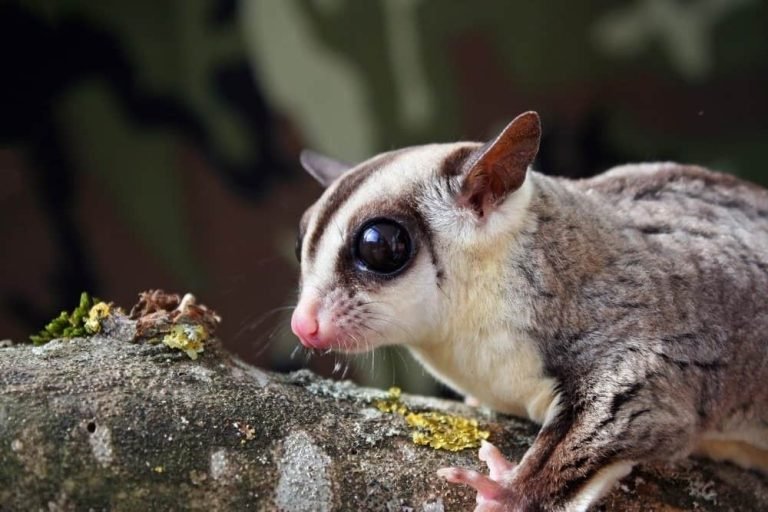 How Long Do Sugar Gliders Live In The Wild