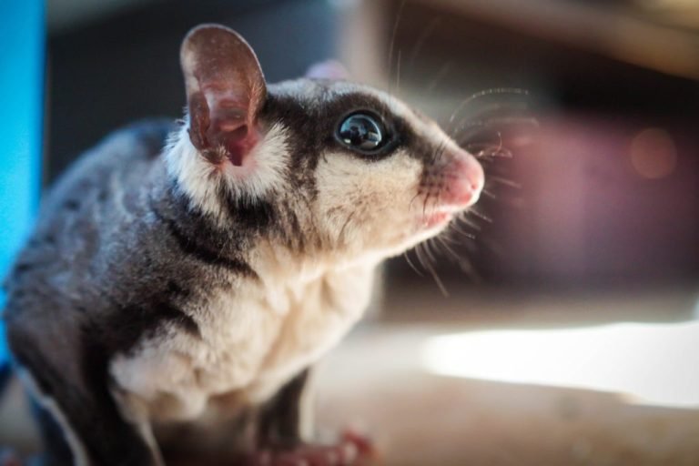 How Many Sugar Gliders Are Left In The World