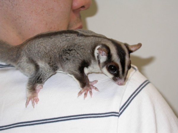 How Many Sugar Gliders Can Live Together