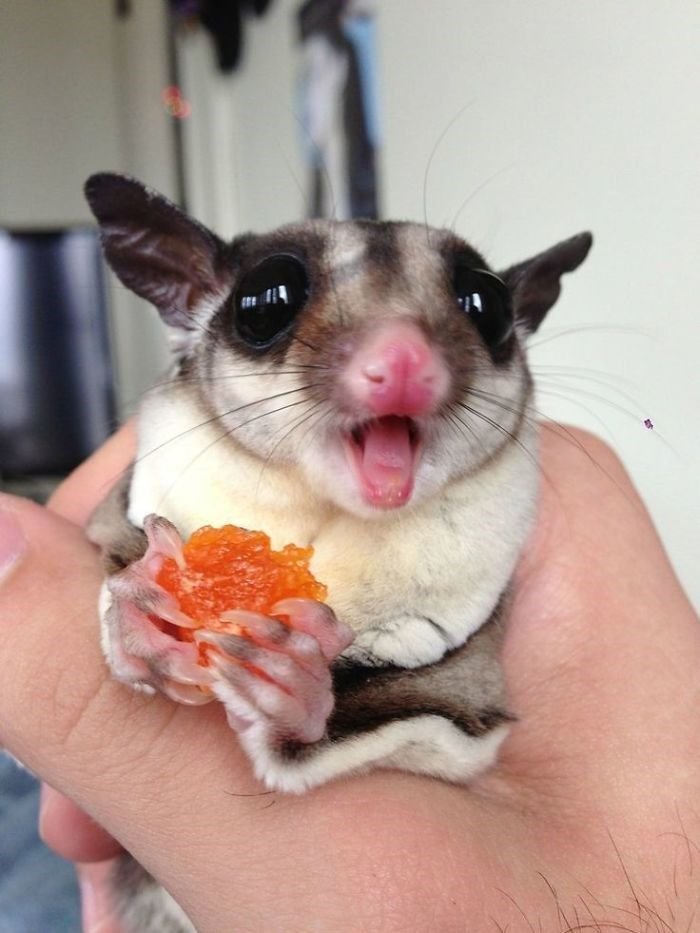 How Much Do Sugar Gliders Eat