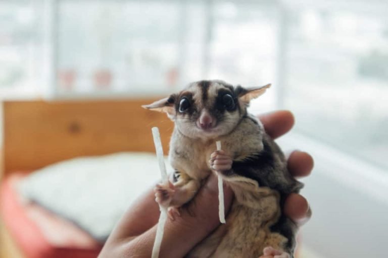 How Much Sugar Gliders Cost