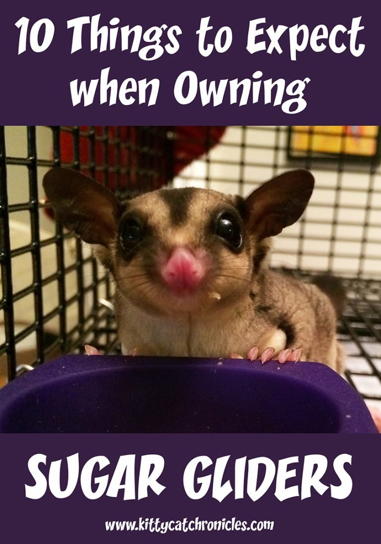 How To Care For Sugar Gliders