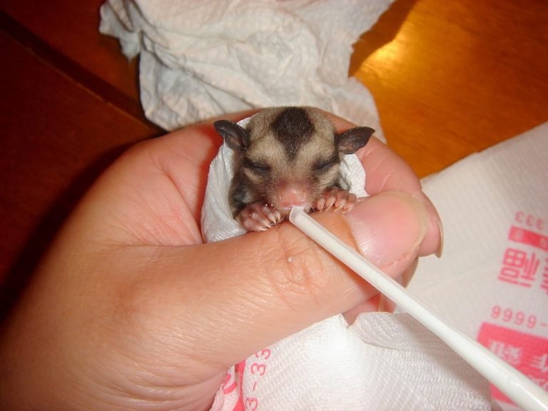 How To Feed Sugar Gliders
