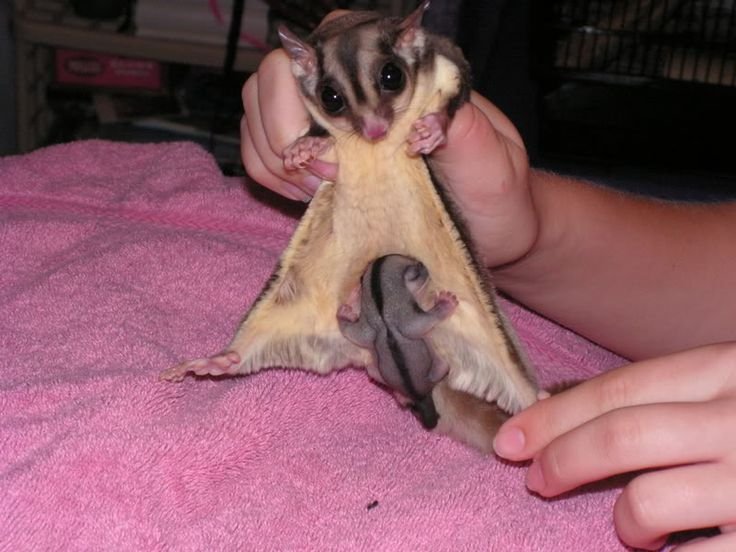 How To Keep Sugar Gliders As Pets