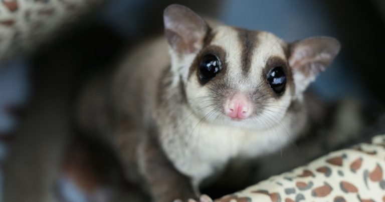 How To Look After A Sugar Glider