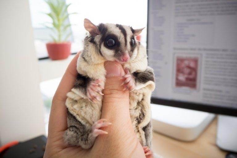 How To Take Care Of A Sugar Glider