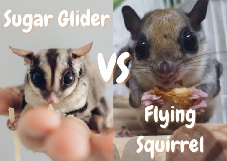 Is A Sugar Glider The Same As A Flying Squirrel