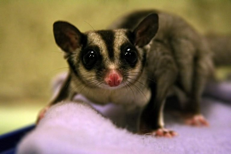 Is It Legal To Own A Sugar Glider