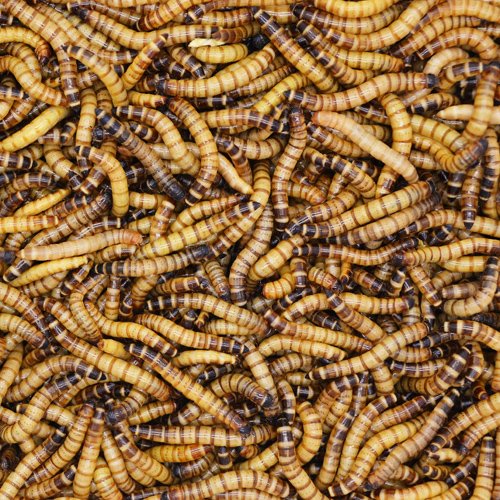 King Mealworms