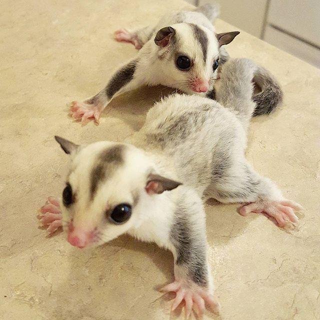 Should Sugar Gliders Be In Pairs