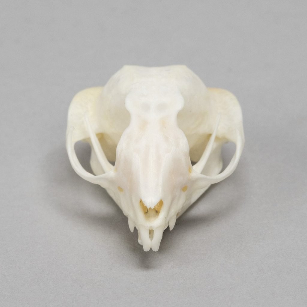 Sugar Glider Skull - PETLOQ