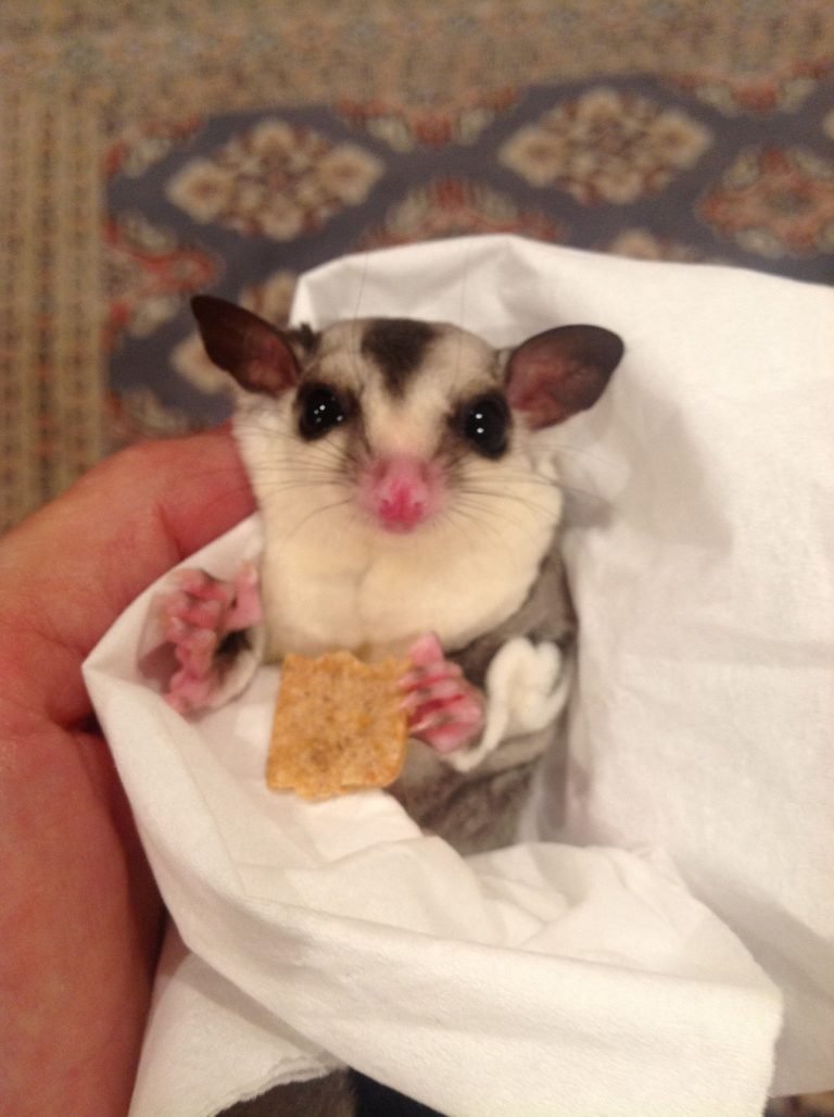 What Can Sugar Gliders Eat