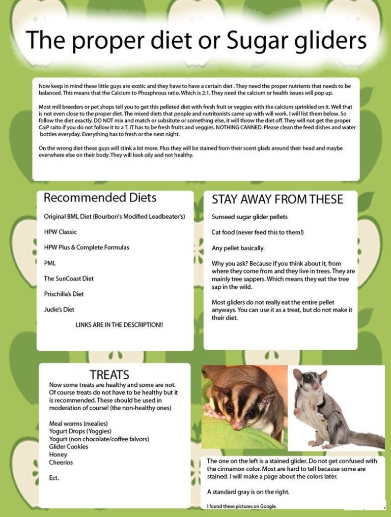 What Can Sugar Gliders Eat List