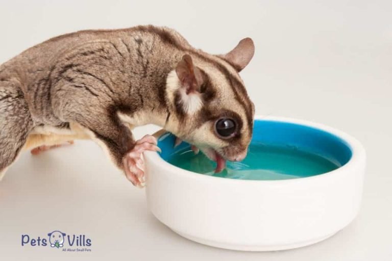 What Do Sugar Gliders Eat And Drink