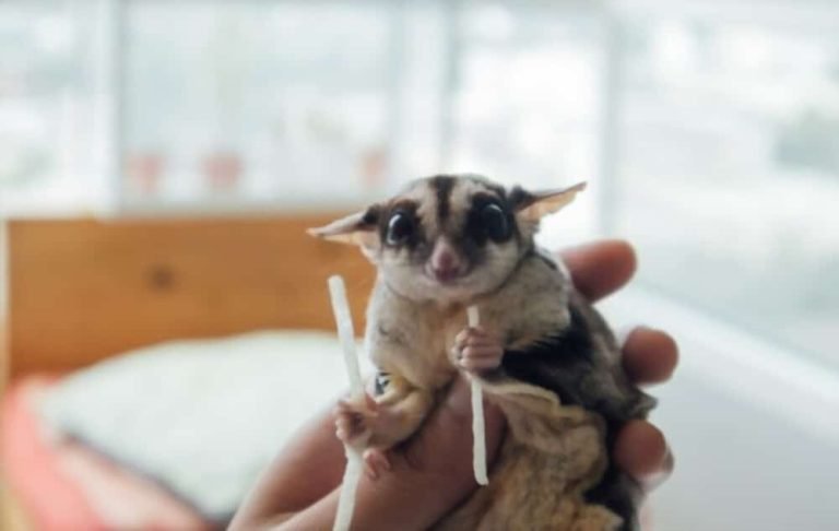 What Do Sugar Gliders Eat As Pets