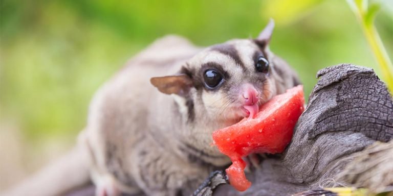 What Do Sugar Gliders Eat In The Wild