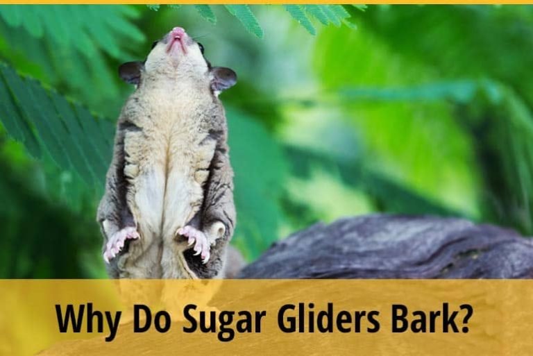 Why Do Sugar Gliders Bark