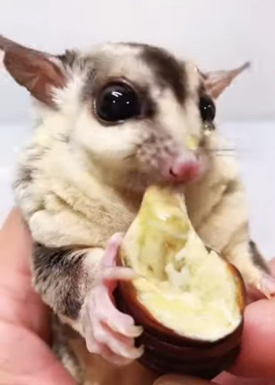 What Food Do Sugar Gliders Eat