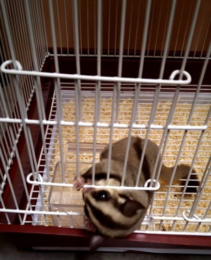 What Size Cage Does A Sugar Glider Need