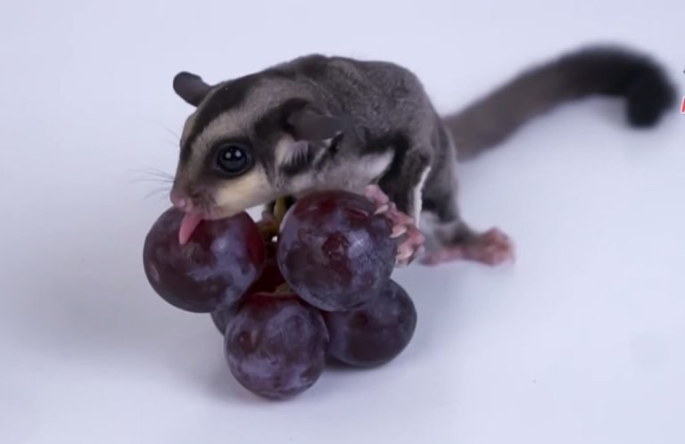 What Fruits Can Sugar Gliders Eat
