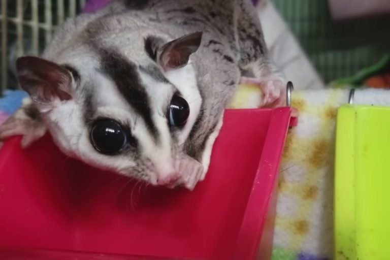 Are Sugar Gliders Good House Pets