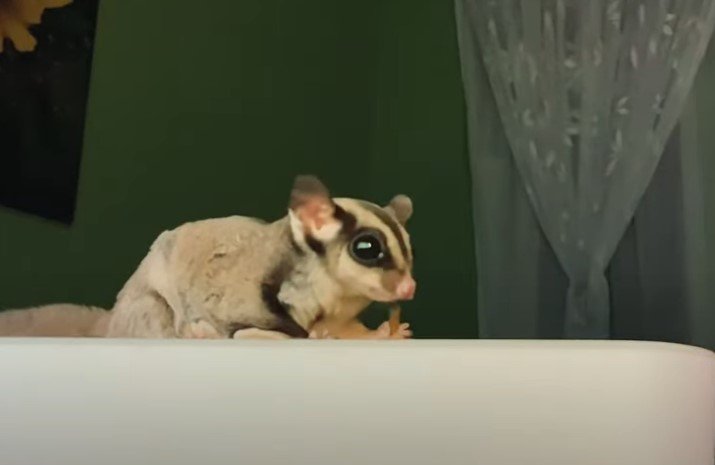 Can Sugar Gliders Be Kept As Pets