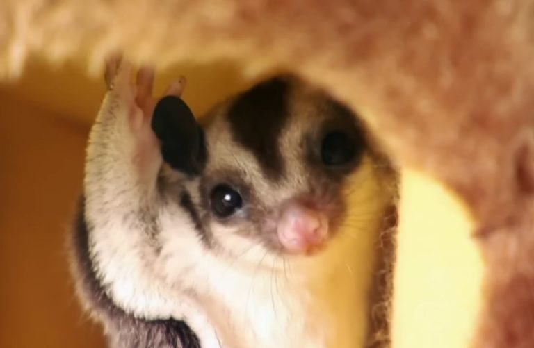 What Do Sugar Gliders Need
