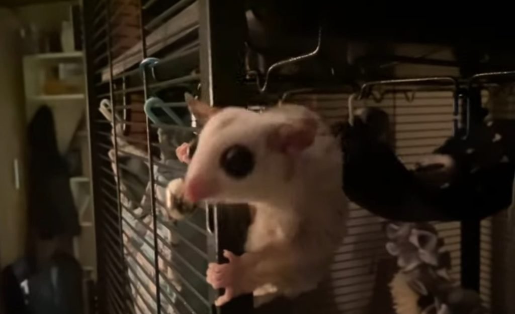 What do you need for a sugar glider?