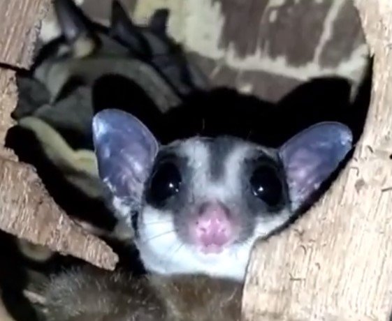What To Feed Sugar Gliders