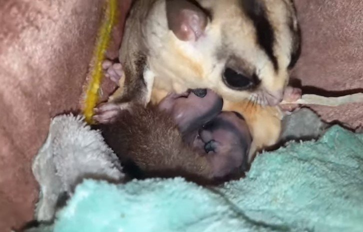 When Can Sugar Gliders Leave Their Mothers