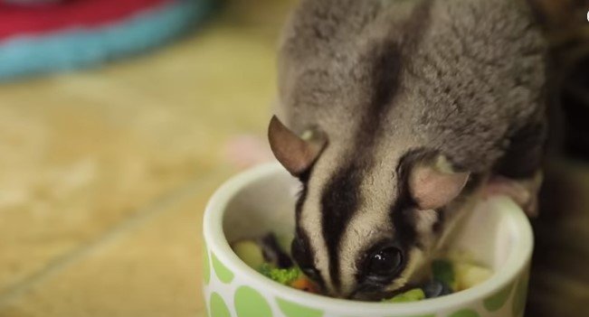 Where Can I Get A Pet Sugar Glider