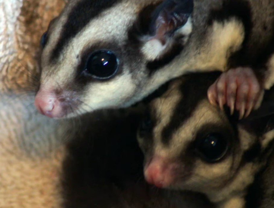 Where Do Sugar Gliders Live In Australia PETLOQ