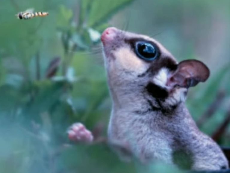 Where Do Sugar Gliders Originate From