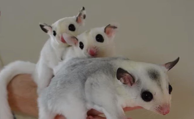 Will Sugar Gliders Mate With Their Offspring